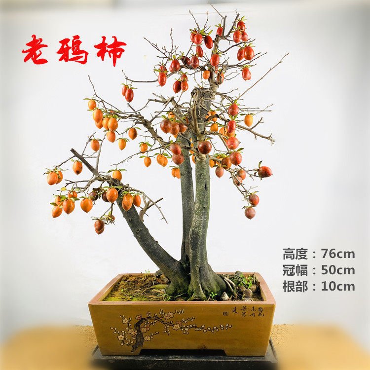 郑州中原区天伦家园老年公寓