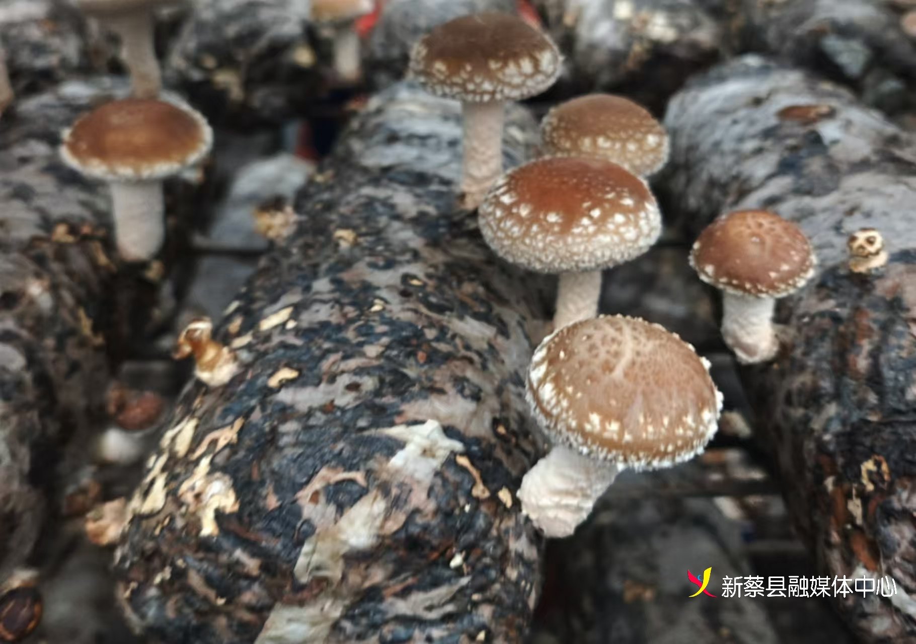 河南省驻马店市新蔡县孙召乡