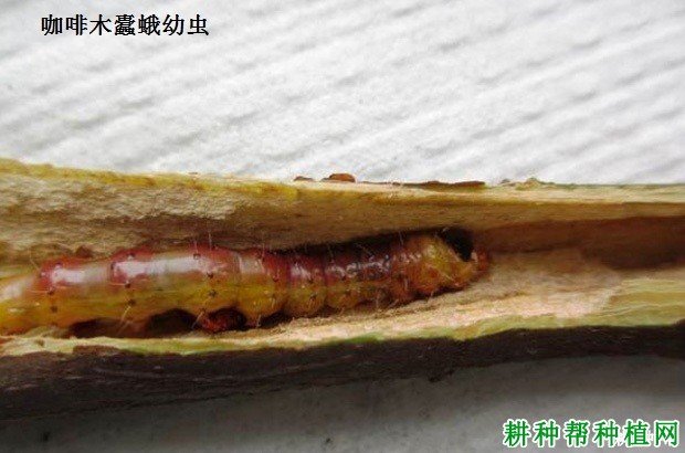 广西崇左市江州区雷州乡敬老