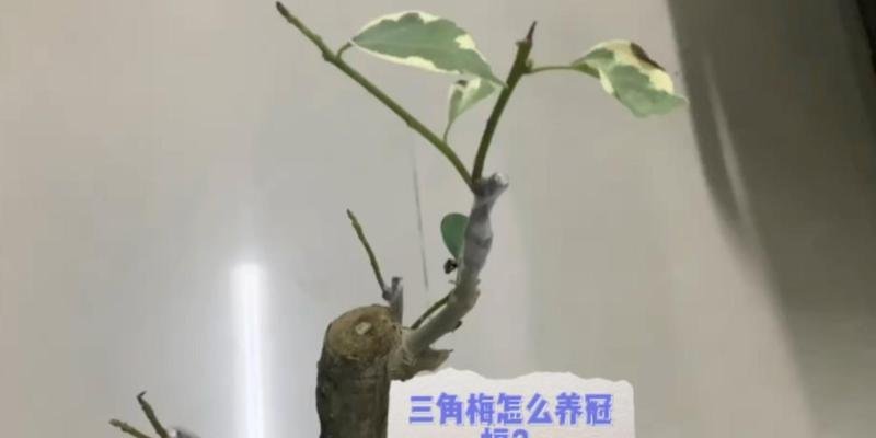 湖北省黄石市黄石港区磁湖养老护理中心