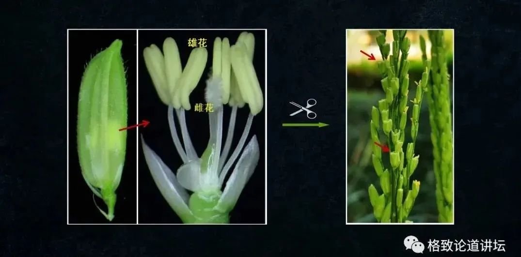 辽宁省沈阳市铁西区红霞托老所