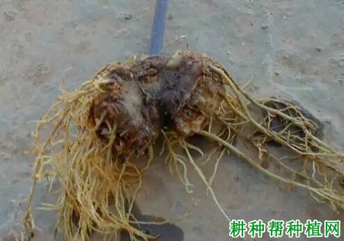 临沭阳光佳苑养老服务管理有
