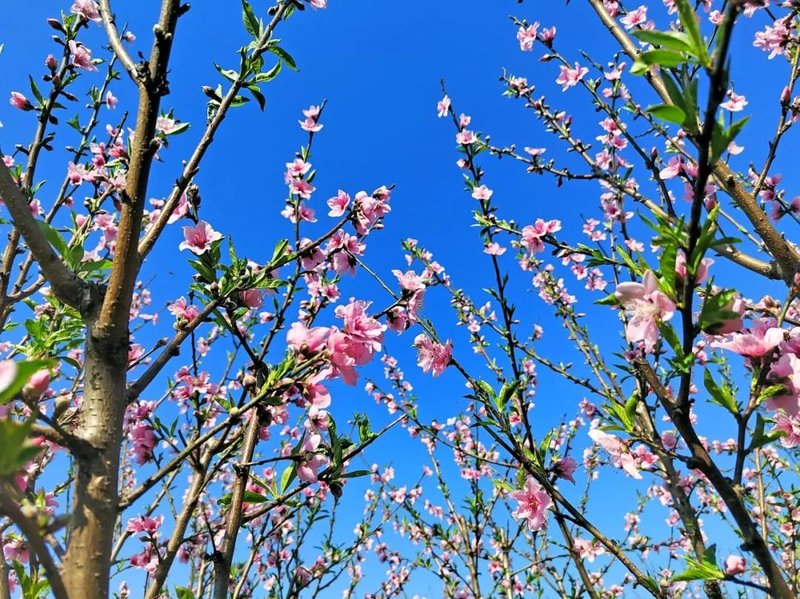 桃园街道上谭家村幸福院