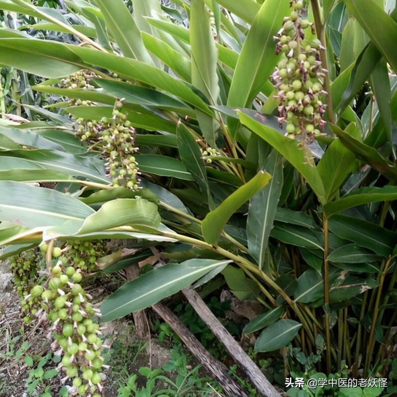 西谭家口村幸福餐桌